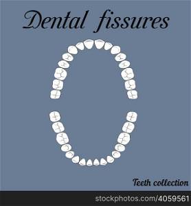 Dental fissures upper and lower jaw , the chewing surface of teeth incisor, canine, premolar, bikus, molar , wisdom tooth, in vector for print or design. Dental fissures