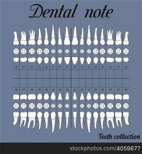 Dental note upper and lower jaw , the chewing surface of teeth incisor, canine, premolar, bikus, molar , wisdom tooth, in vector for print or design. Dental note for dental clinic
