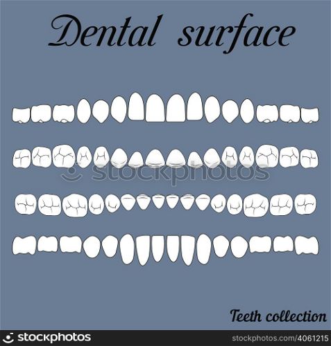 dental surface upper and lower jaw , the chewing surface of teeth incisor, canine, premolar, bikus, molar , wisdom tooth, in vector for print or design. dental surface
