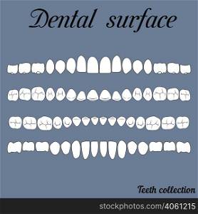dental surface upper and lower jaw , the chewing surface of teeth incisor, canine, premolar, bikus, molar , wisdom tooth, in vector for print or design. dental surface