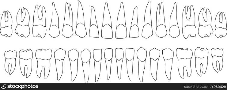dentition on a white background. dental records