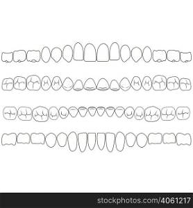 Dentition, the crown portion of the tooth front and the chewing surface with fissures, vector illustration for print or design is easily edit. Dentition, the crown portion of the tooth