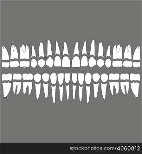 dentition , white teeth and roots separately on a gray background for the dental clinic, dental crowns and roots done in vector and easily editable color and shape.. dentition teeth and roots