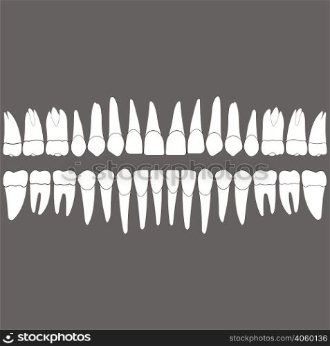 dentition , white teeth and the roots on a gray background for the dental clinic, dental crowns and roots done in vector and easily editable color and shape.. dentition teeth