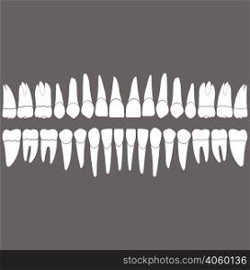 dentition , white teeth and the roots on a gray background for the dental clinic, dental crowns and roots done in vector and easily editable color and shape.. dentition teeth