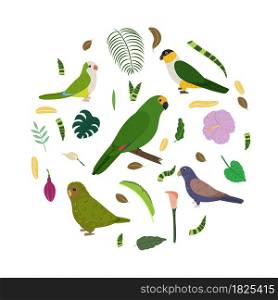 Design template with parrots in circle for kid print. Round composition of tropical birds amazon, owl parrot, broze wings, black headed, monk parakeet. Vector set of jungle life in cartoon style.. Design template with parrots in circle for kid print. Round composition of tropical birds amazon, owl parrot, broze wings, black headed, monk parakeet.