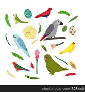 Design template with parrots in square for kid print. Rectangle composition of tropical birds african grey Jaco, owl parrot, kakariki, monk parakeet. Vector set of jungle life in cartoon style.. Design template with parrots in square for kid print. Rectangle composition of tropical birds african grey Jaco, owl parrot, kakariki, monk parakeet.