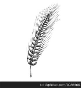 Designed Agriculture Grain Barley Spike Vector. Barley Is Used In Manufacture Of Beer And Kvass, Preparation Of Flour And Cereals, Medicine And Cosmetic. Black And White Drawn Cartoon Illustration. Designed Agriculture Grain Barley Spike Vector