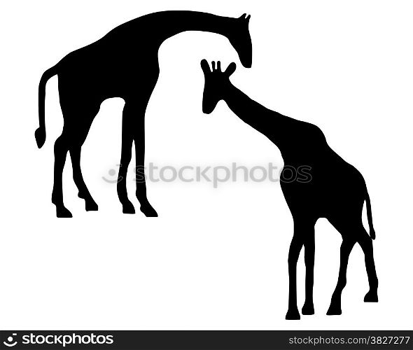 Detailed and isolated illustration of two giraffes