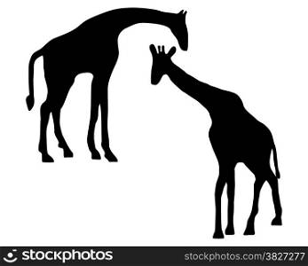 Detailed and isolated illustration of two giraffes