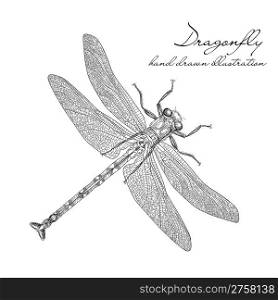 detailed dragonfly vector