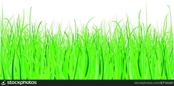detailed grass