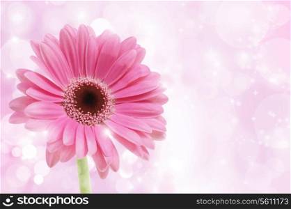 Detailed illustration of a pink Gerbera daisy on a sparkly background