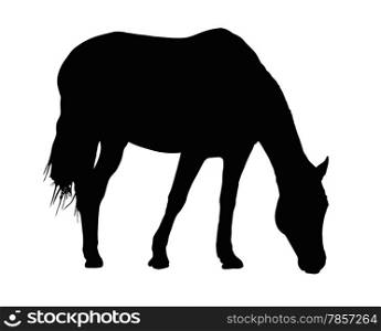 Detailed Portrait Silhouette of Large Horse Grazing