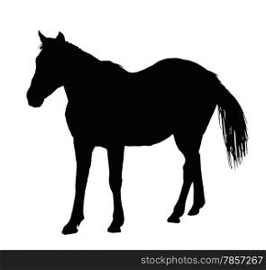 Detailed Portrait Silhouette of Large Horse Standing