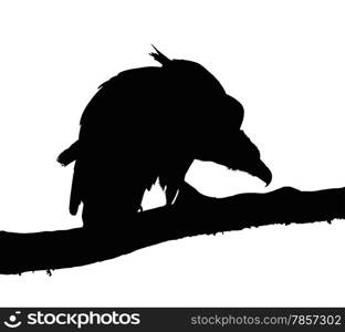 Detailed Portrait Silhouette of Large Vulture on Branch