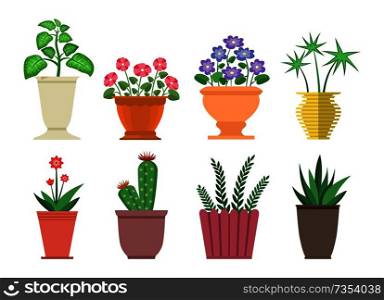 Dieffenbachia flowers in pot collection, set of plants vases, cactus and blossom, leaves and house room herbs vector illustration isolated on white. Dieffenbachia Flowers in Pot Vector Illustration