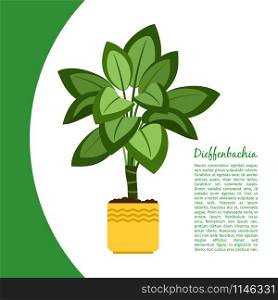 Dieffenbachia indoor plant in pot banner template, vector illustration. Dieffenbachia plant in pot banner