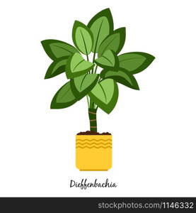 Dieffenbachia plant in pot isolated on the white background, vector illustration. Dieffenbachia plant in pot