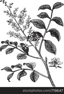 Diesel Tree or Kerosene Tree or Kupa'y or Cabismo or Copauva Cabimo or Copaifera sp., vintage engraving. Old engraved illustration of Diesel Tree branch showing flowers.