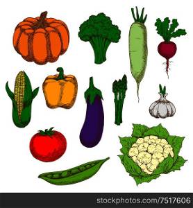 Dietary vegetables sketches for healthy eating design with fresh tomato, eggplant and broccoli, corn, bell pepper and pumpkin, peas and cauliflower, daikon and asparagus, garlic and beet. Healthy and dietary vegetables sketch symbols