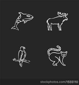 Different animal species chalk white icons set on black background. Killer whale, exotic lemur, eagle and elk. Predatory bird, land animals and sea life. Isolated vector chalkboard illustrations. Different animal species chalk white icons set on black background
