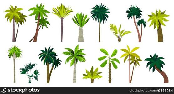 Different exotic palms. Tropical botanical plants with leaves, palm tree trunk cartoon style, summer green foliage plants. Vector isolated set of exotic botanical plant illustration. Different exotic palms. Tropical botanical plants with leaves, palm tree trunk cartoon style, summer green foliage plants. Vector isolated set
