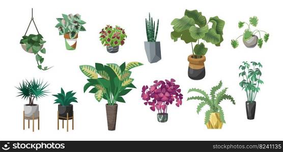 Different plants in pots flat vector illustrations set. Indoor flowers in planters, flowerpots or vases with houseplants  begonia, alocasia isolated on white background. Nature, urban jungle concept