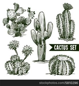 Different shapes desert and domestic cactus sketch set isolated vector illustration. Cactus Sketch Set