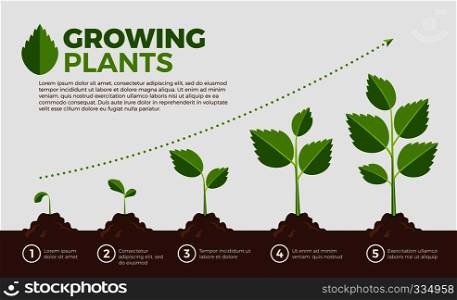 Different steps of growing plants. Vector illustration in cartoon style. Cultivation and botanical, step growing order. Different steps of growing plants. Vector illustration in cartoon style