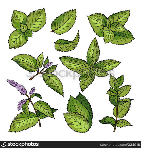 Different vector colored illustrations of herbal mint. Hand drawn pictures of leaves and menthol branches. Spearmint ingredient drawing, healthy menthol leaf. Different vector colored illustrations of herbal mint. Hand drawn pictures of leaves and menthol branches