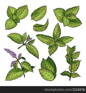 Different vector colored illustrations of herbal mint. Hand drawn pictures of leaves and menthol branches. Spearmint ingredient drawing, healthy menthol leaf. Different vector colored illustrations of herbal mint. Hand drawn pictures of leaves and menthol branches