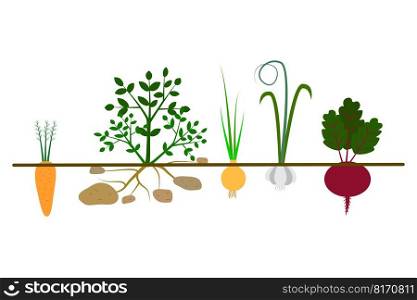 Different vegetables ground. Organic vegetable banner. Agriculture background. Vector illustration. EPS 10.. Different vegetables ground. Organic vegetable banner. Agriculture background. Vector illustration.