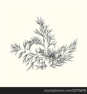 Dill herb branch ink sketch isolated. Monochrome food ingredient. Botanical herbal. Flavoring plant in vintage hand drawn engraved style. Vector illustration. Dill herb branch ink sketch isolated. Monochrome food ingredient.