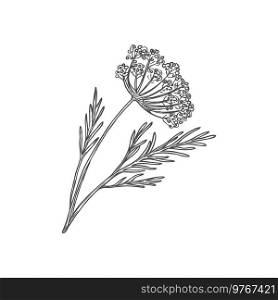 Dill herb or wild fennel branch with flowering herb isolated monochrome sketch icon. Vector perennial plant, annual herb, flavoring spicy food condiment. Aromatic flavorful stem used in cookery. Fennel or dill herb isolated leafstalk branch icon