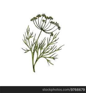 Dill or wild fennel branch isolated sketch. Vector green aromatic flavorful stem, culinary herb. Fennel dill herb isolated leafstalk branch leaves