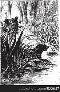 Dingo disappeared between the double row of shrubs, vintage engraved illustration.