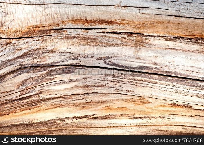 Distress Dry Wood texture for your design.
