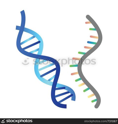 DNA and RNA vector illustration on white background