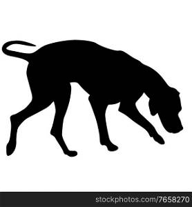 Doberman pinscher dog black silhouette on white background.. Doberman pinscher dog black silhouette on white background