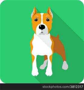 dog American Staffordshire Terrier standing icon flat design
