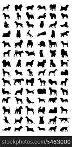 Dog. Black silhouettes of different breeds of dog. A vector illustration