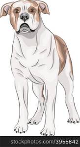 Dog breed American bulldog white with brown spots standing. Vector. American Bulldog.