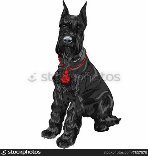 dog breed Giant Schnauzer color black isolated in the white background
