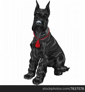 dog breed Giant Schnauzer color black isolated in the white background