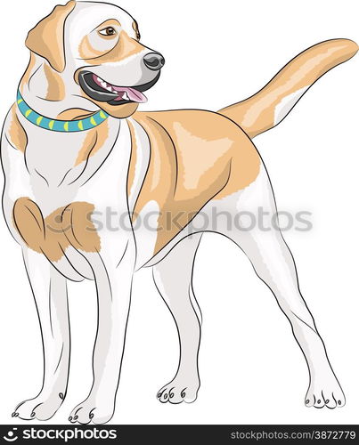 Dog breed Labrador in front isolated on white background.. Vector Labrador.