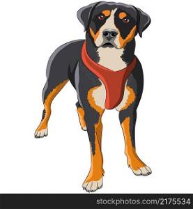 Dog breed Rottweiler isolated on white background. Vector illustration.. Vector drawing of a dog breed Rottweiler.
