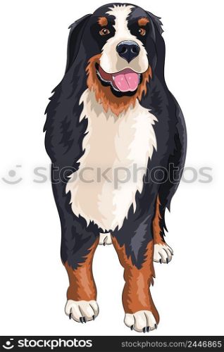 Dog breed Sennenhund isolated on white background. Vector illustration.. Vector drawing of a dog of the Sennenhund breed.
