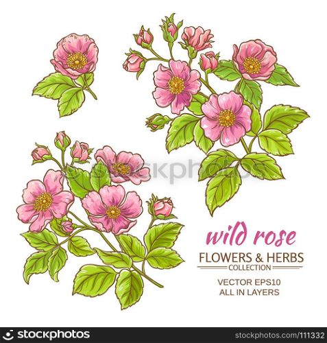 dog rose flowers vector set. dog rose flowers vector set on white background