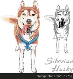 dog Siberian Husky breed standng and smiling